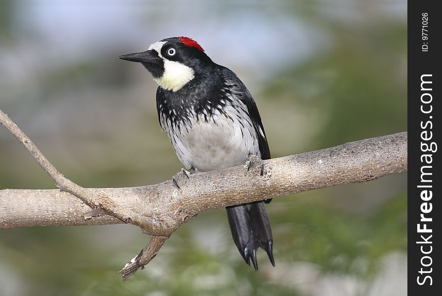 A female Acorn Woodpecker perched on a branch.