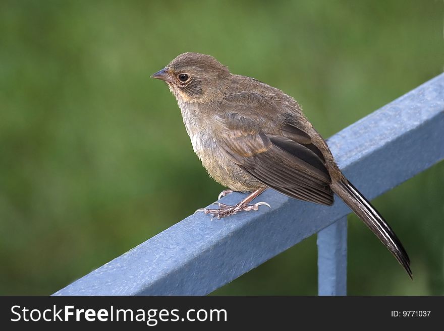 A young California Towhee perched on a fence rail