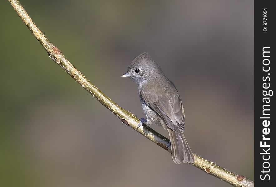 A small quick bird, perched on a branch. A small quick bird, perched on a branch