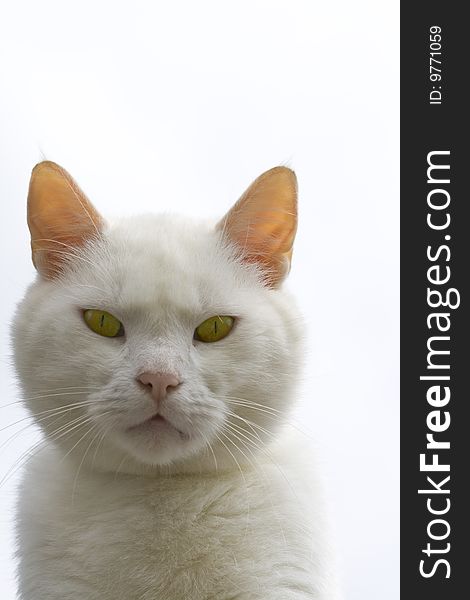 This white cat is staring right at you