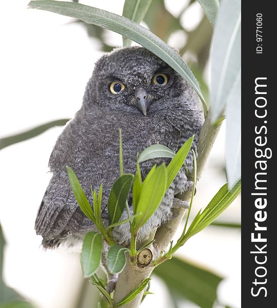 A young Western Screech Owl perched on a branch