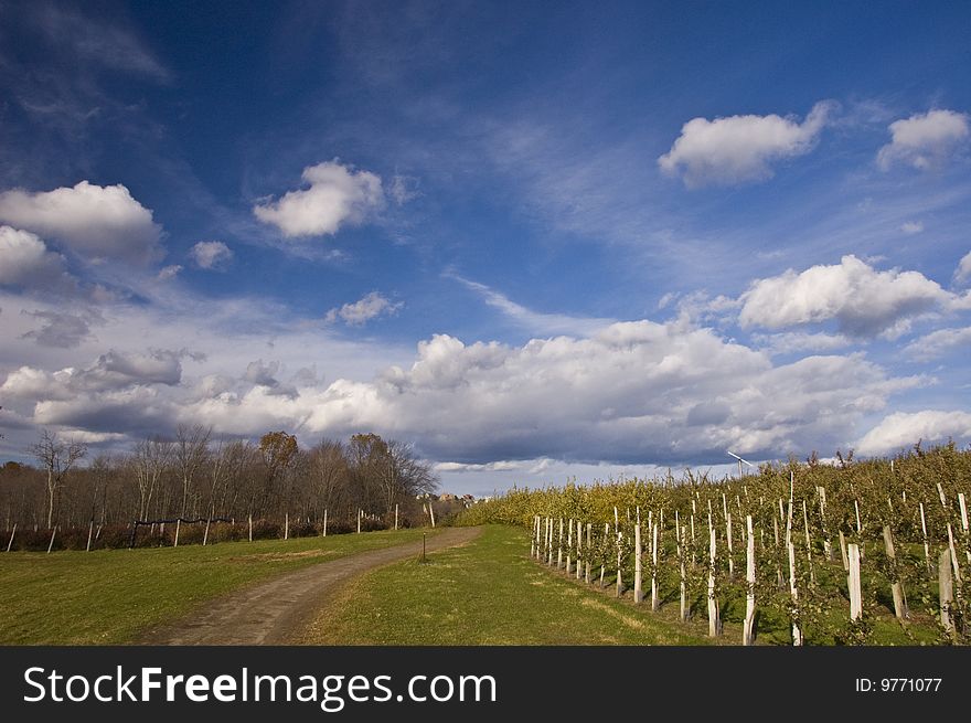 A quaint orchard in the late fall with some beautiful clouds in the sky. A quaint orchard in the late fall with some beautiful clouds in the sky