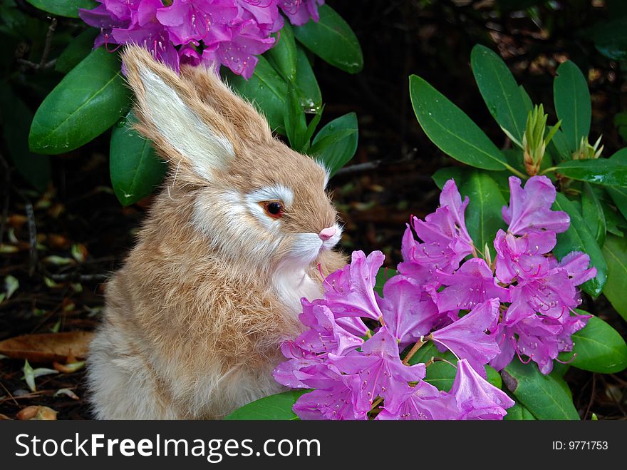 A rabbit sniffing a rhododendron blossom. A rabbit sniffing a rhododendron blossom.