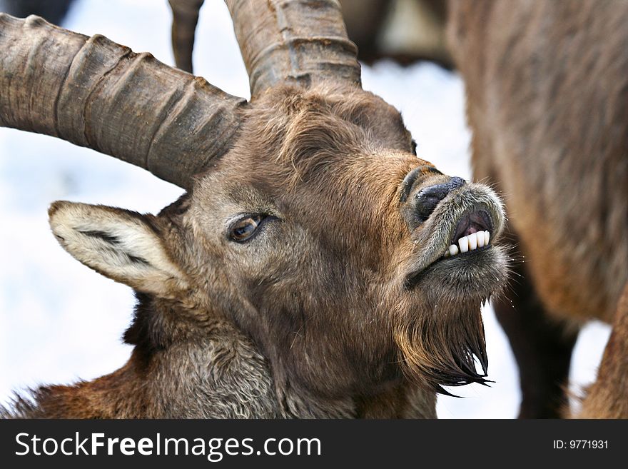 Alpine ibex smiling (really it is whistling or blowing). Alpine ibex smiling (really it is whistling or blowing)