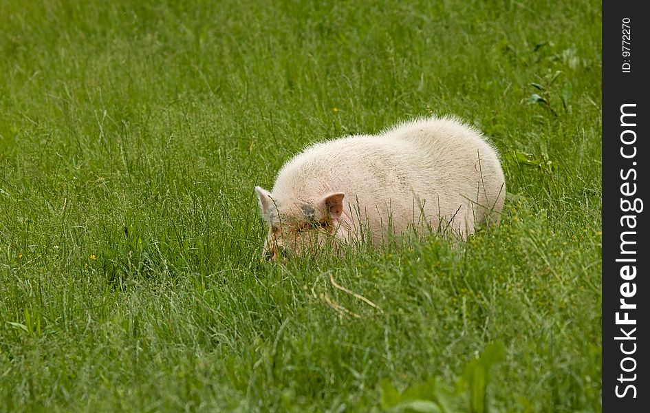 Large farm pig grazing in a field of grass. Large farm pig grazing in a field of grass.