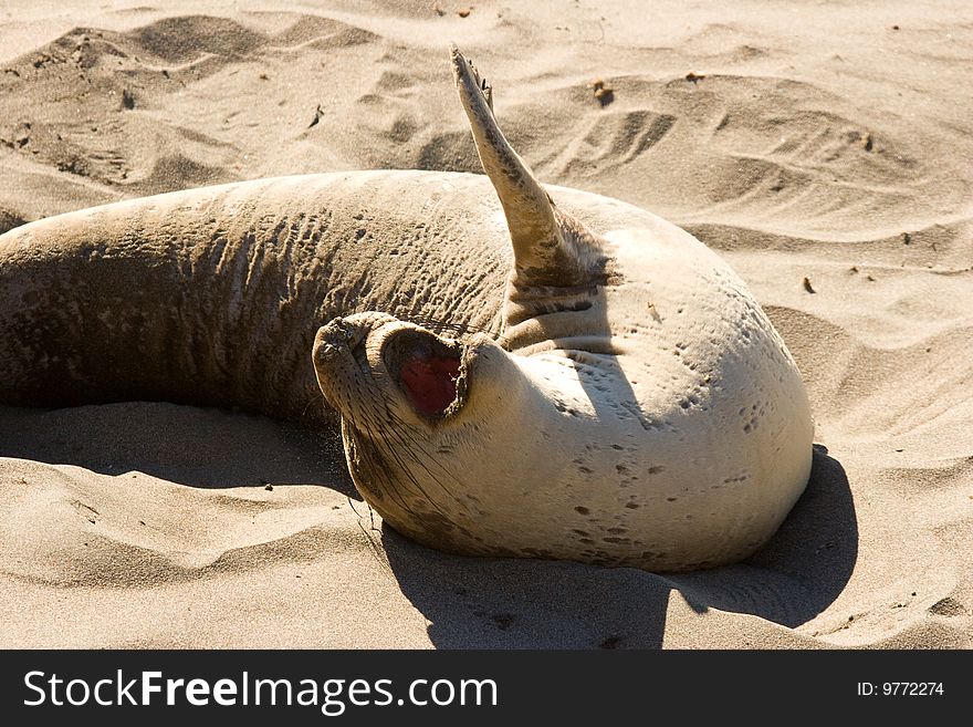 A California Sea Lion stretching and yawning on the beach.