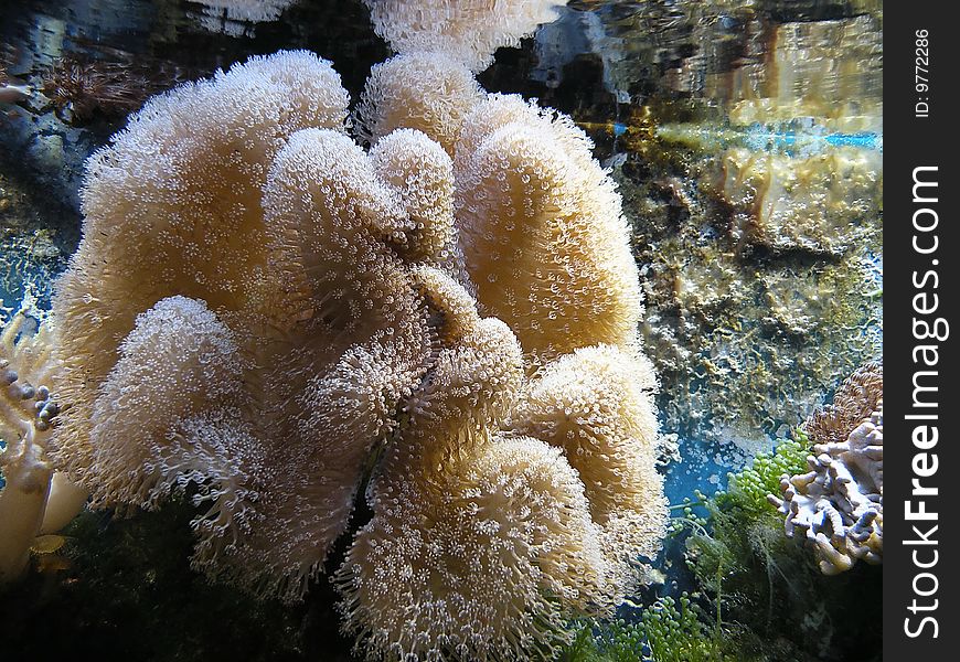 Coral Reef at an aqvarium