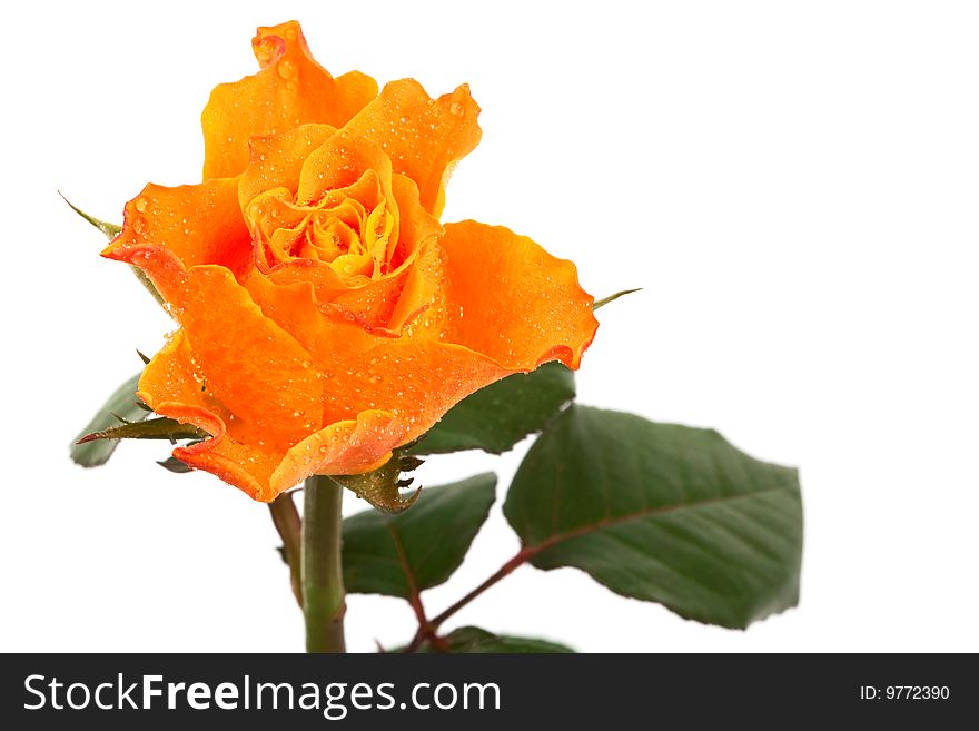 Beautiful orange rose on a white background