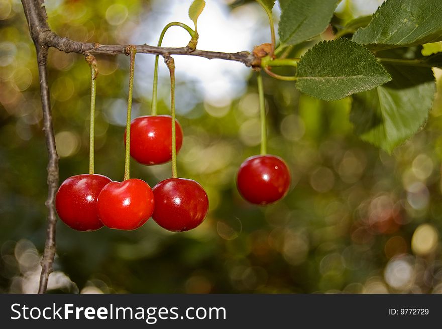 Five red cherries growing on a branch of a cherry tree. Five red cherries growing on a branch of a cherry tree