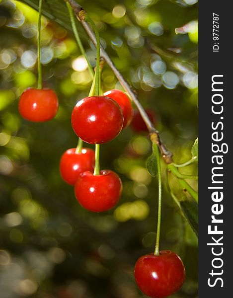 Red cherries hanging on a branch