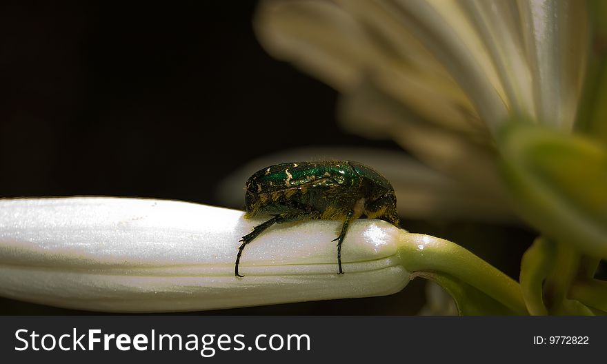 Macro Photo Of A May-bug On A Lily