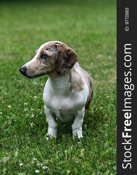 Little dog on green grass