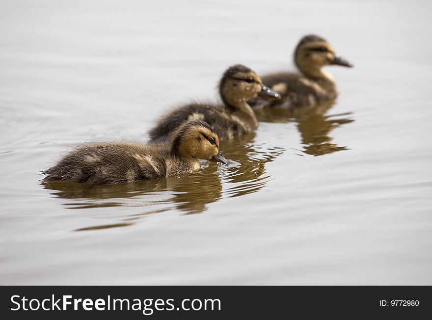 A trio of ducklings swimming. Selective focus on the front baby duck. A trio of ducklings swimming. Selective focus on the front baby duck.