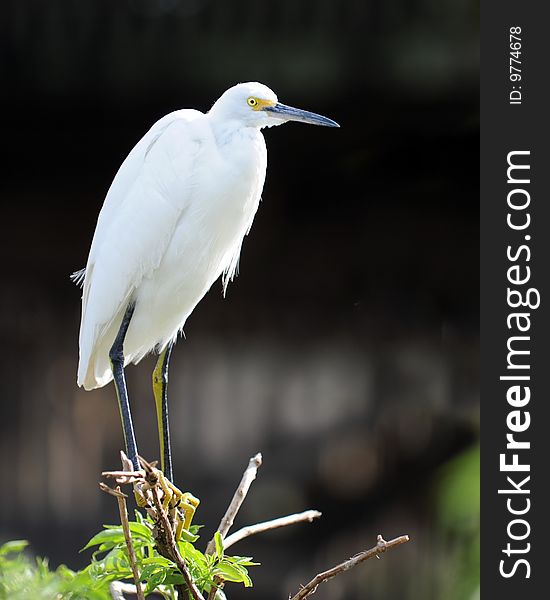 Profile of a great white egret perched on a leafy branch against a dark background.