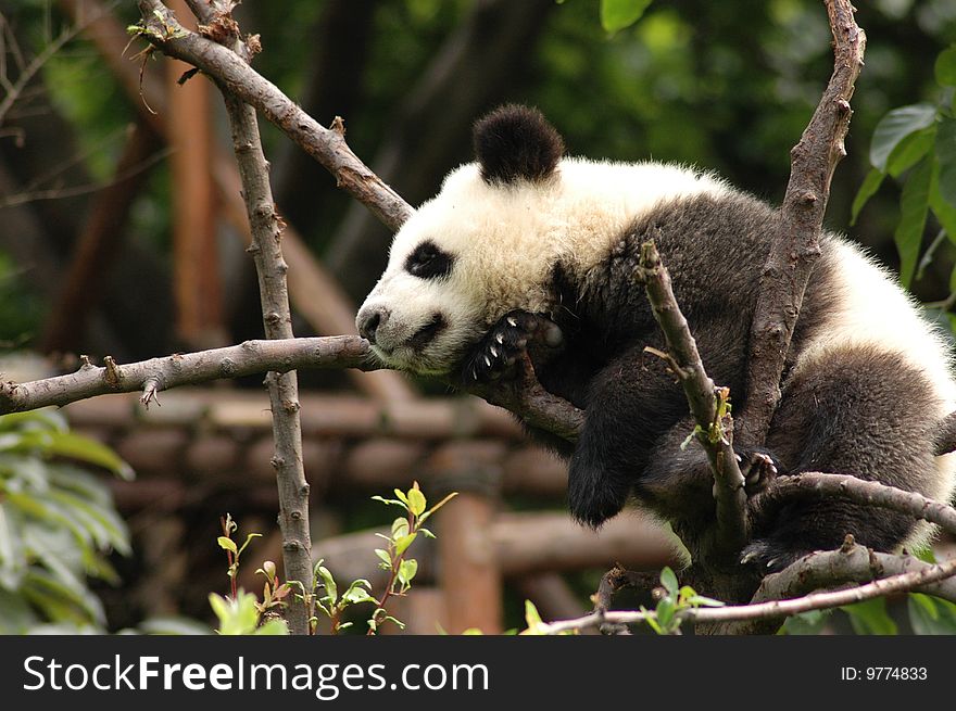 A panda sleeping on a tree Chengdu China