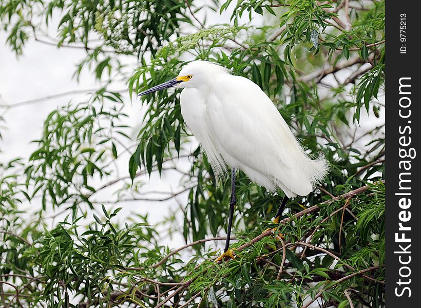 A beautiful snowy white egret perched on a low branch over a pond.