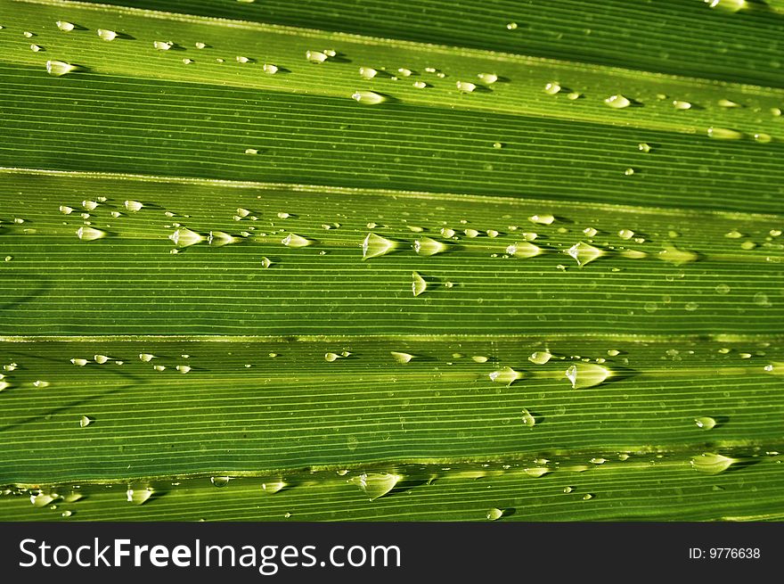 Radiant pattern of green palm leaf