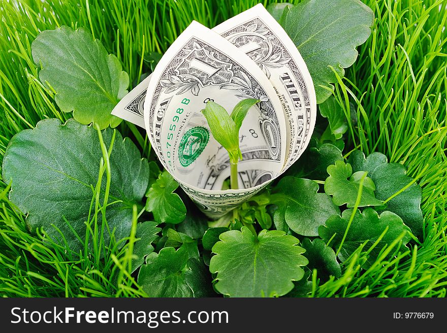 The banknote between the leaves of green grass. The banknote between the leaves of green grass