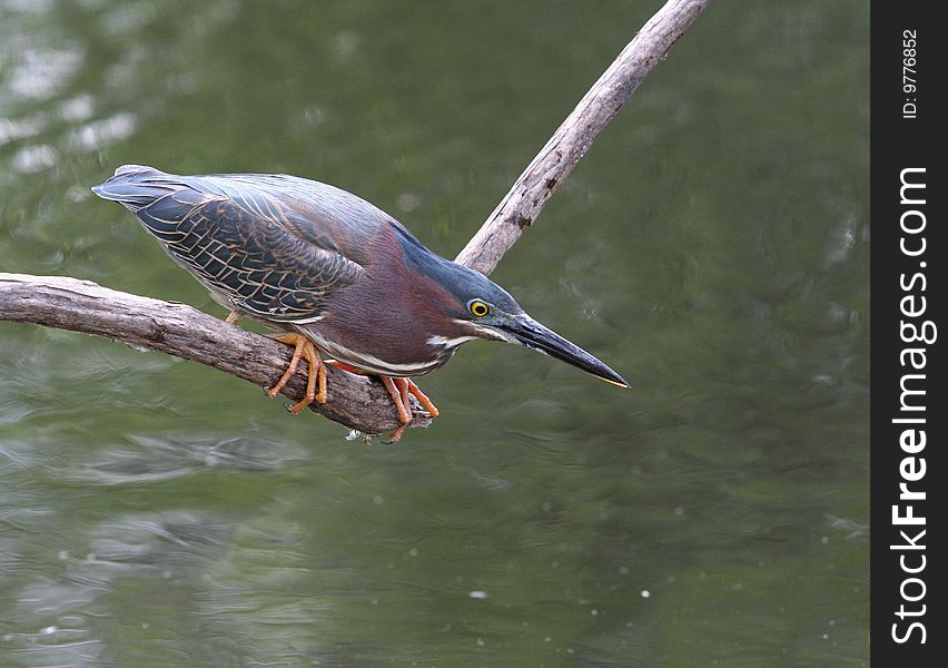 Green Heron hunting fish from a branch.