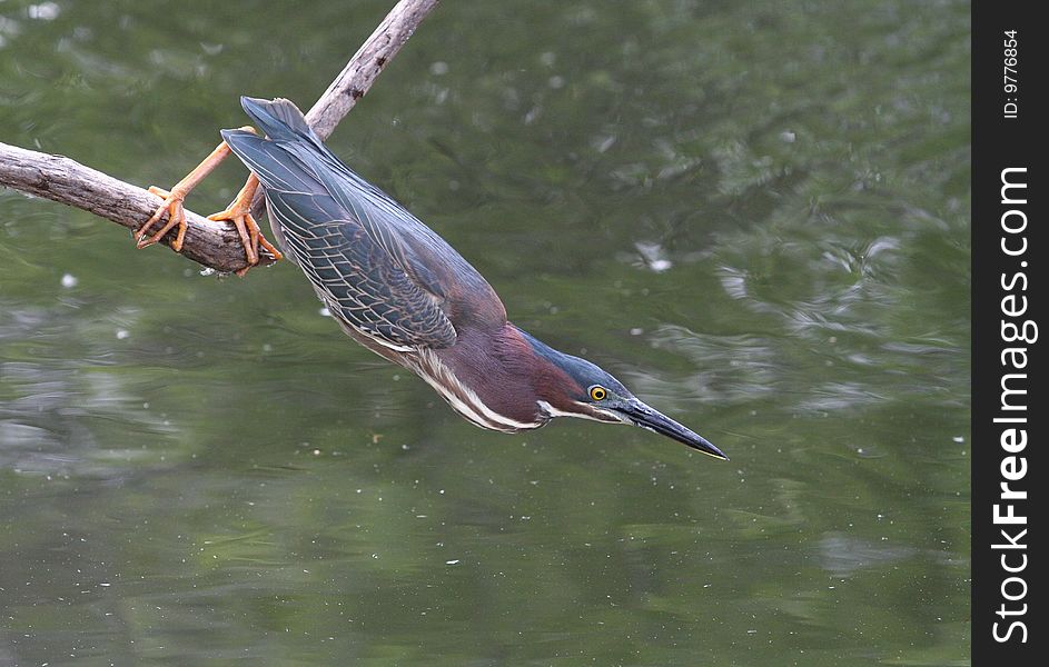 Green Heron hunting fish from a branch.