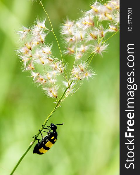 The beetle on green grass in garden