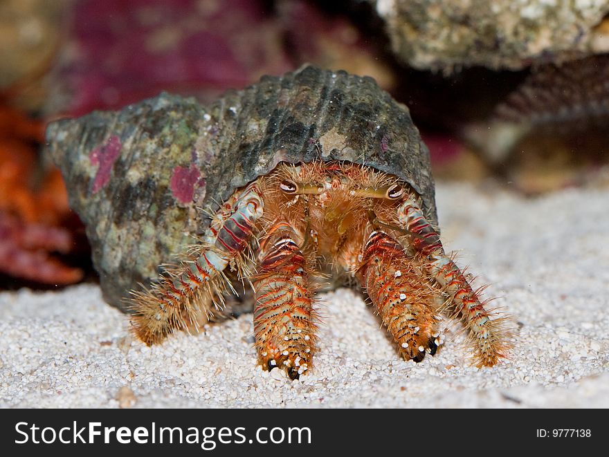 Diogenes-crab. Paguristes Ortmanni.