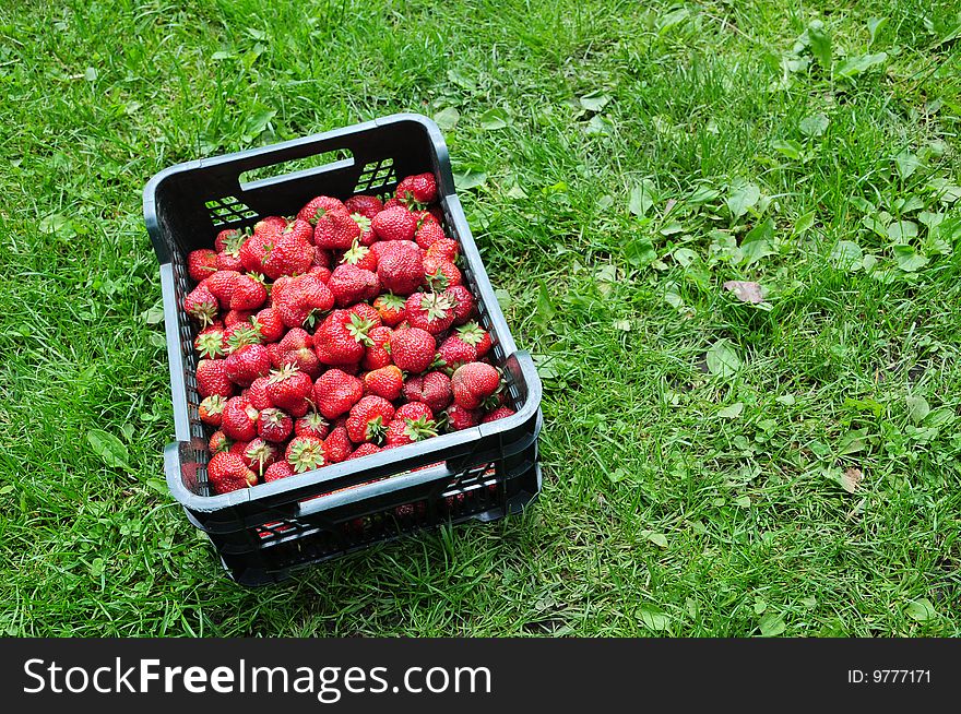 A strawberry in a plastic box on a grass. A strawberry in a plastic box on a grass