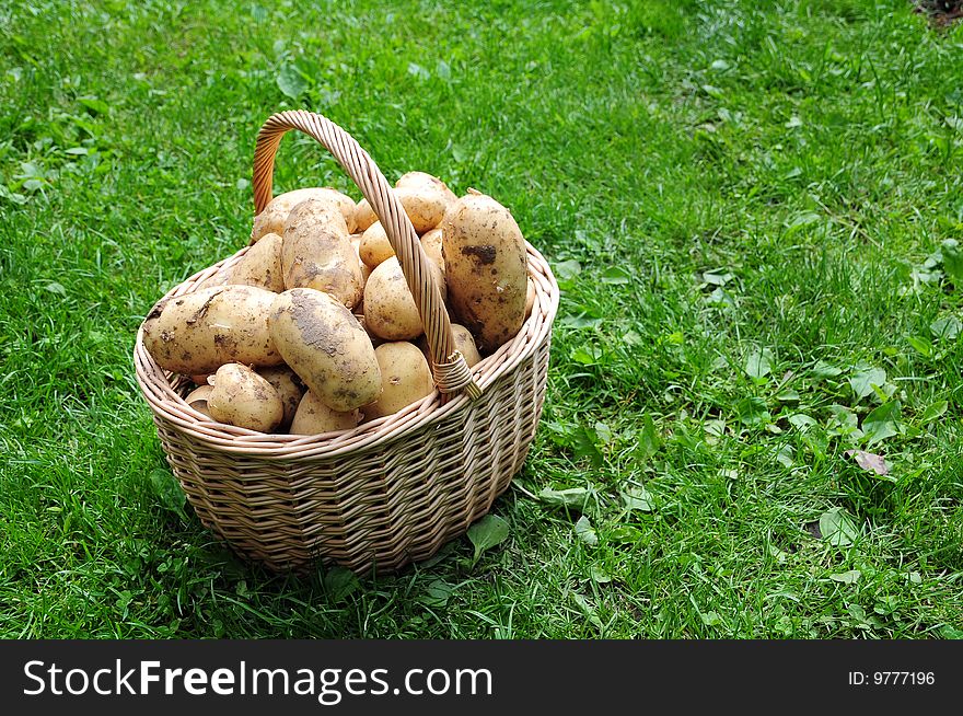 A pile of fresh potatoes in basket on grass
