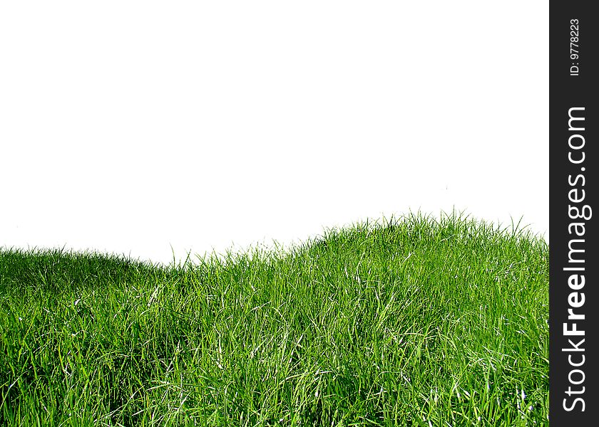 Green grass on a landsape