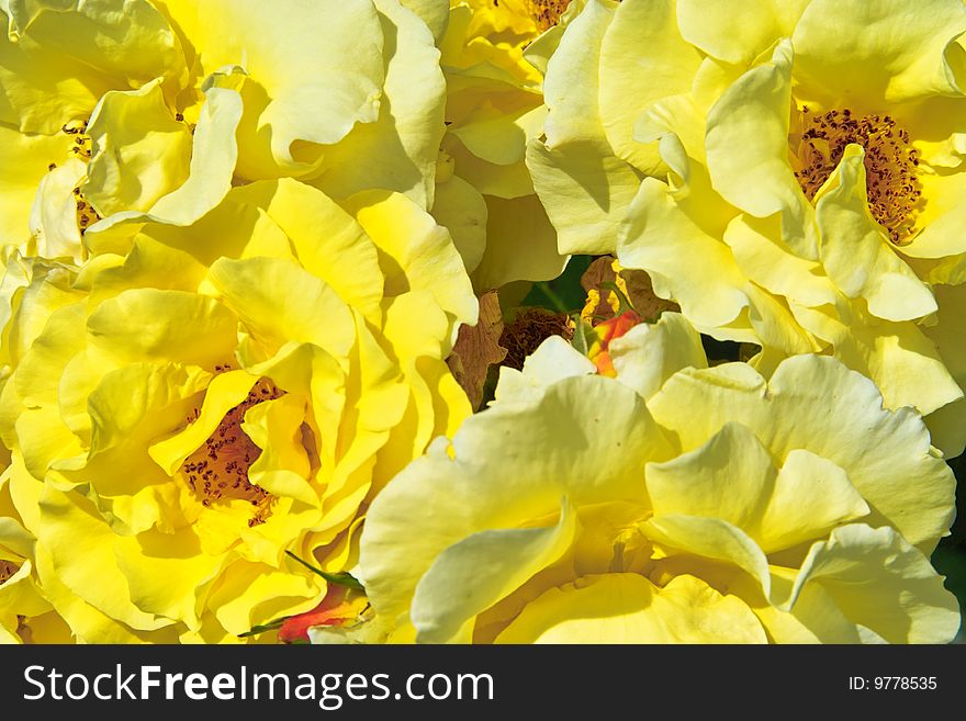 Bouquet of opened yellow Roses