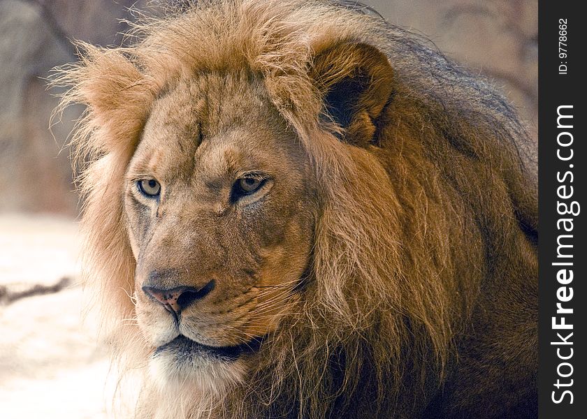 This is a lion from teh Milwaukee county zoo. The frame captured his powerful face as he sat just outside the sun. This is a lion from teh Milwaukee county zoo. The frame captured his powerful face as he sat just outside the sun.