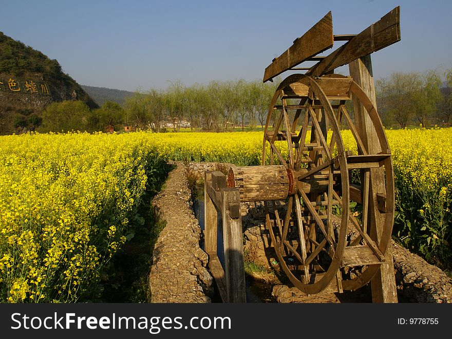 Yellow Flower farm with a water wheel in a rural area of China. Photo taken in the morning. Yellow Flower farm with a water wheel in a rural area of China. Photo taken in the morning.