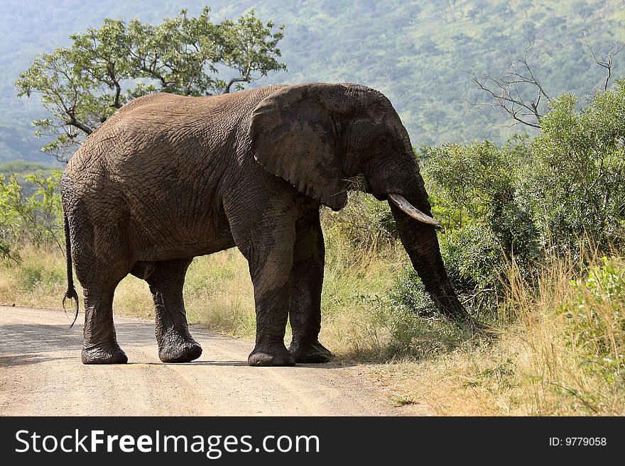 A large bull elephant in must eats by the side of the road.