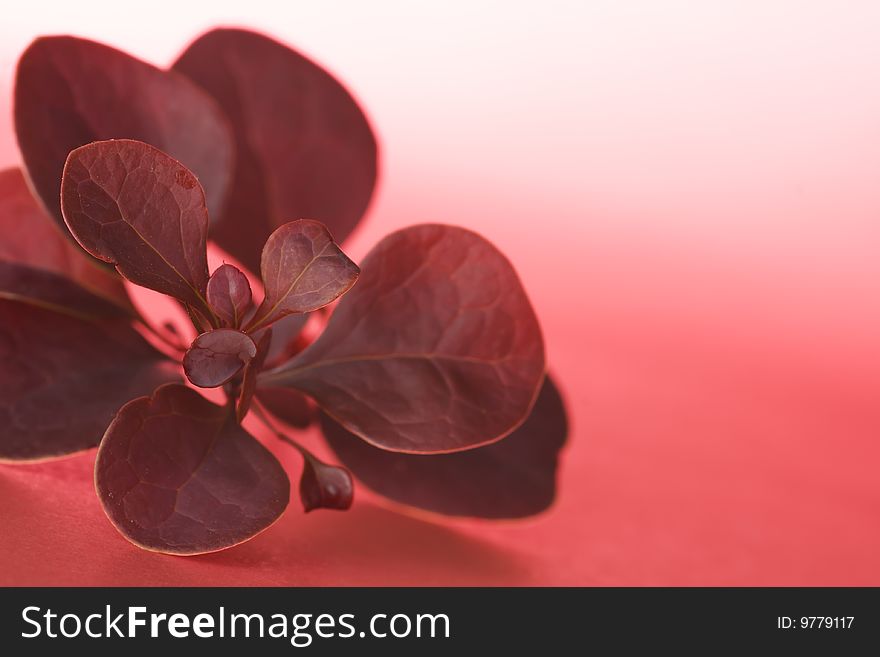 Sprig with red leaves