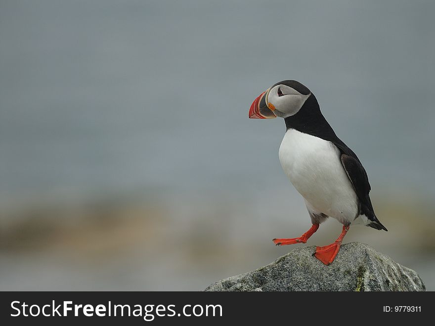 Atlantic Puffin stands on a rock in Maine. Atlantic Puffin stands on a rock in Maine