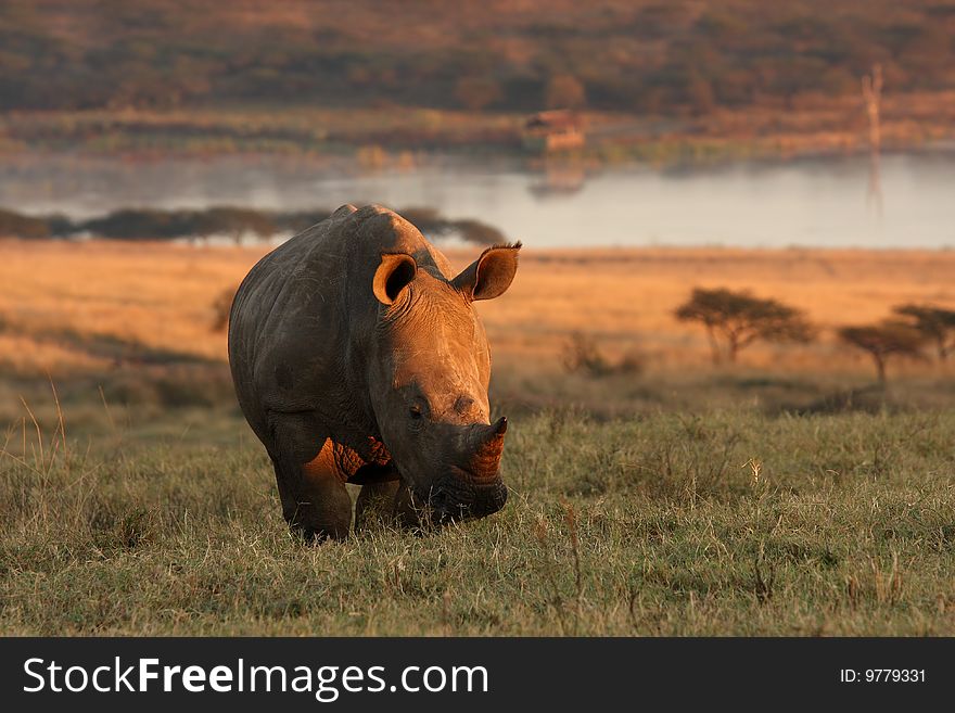 A baby white Rhino in the mornings first light.