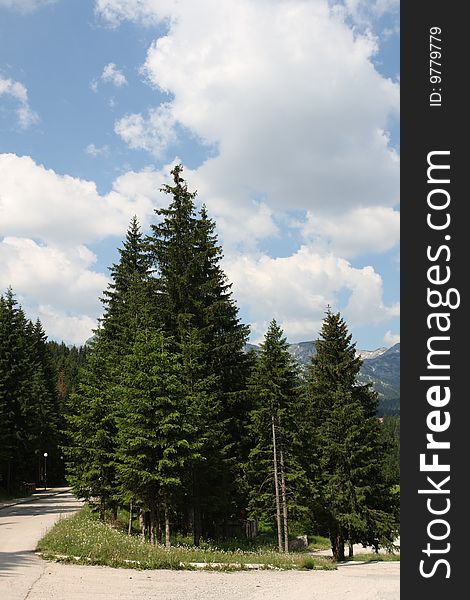 Fir trees and blue sky in the mountains