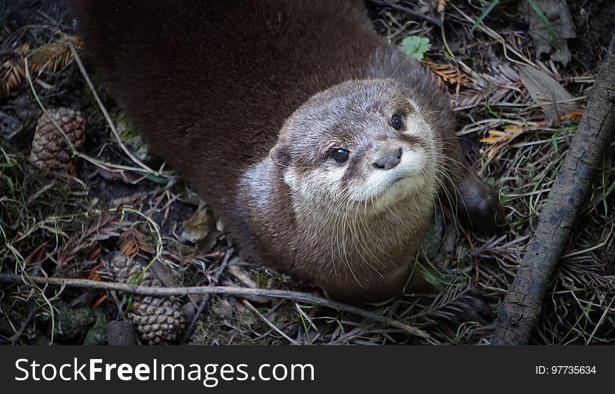 An otter on the ground looking up. An otter on the ground looking up.