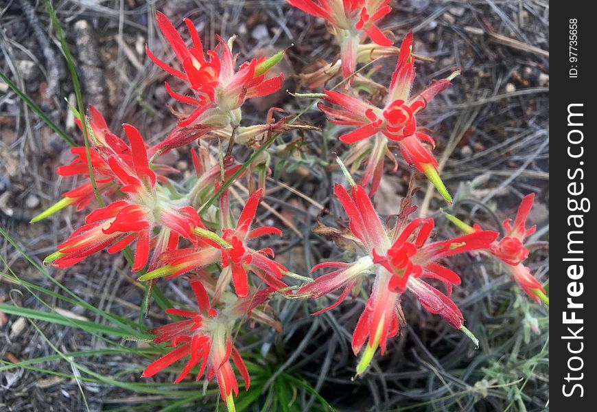 Patch of Indian Paintbrush