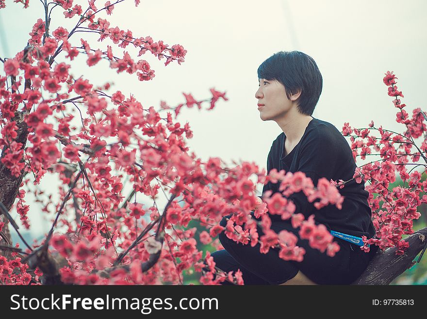 Japanese girl with black hair inspecting the profusion of red blossom on a cherry tree. Japanese girl with black hair inspecting the profusion of red blossom on a cherry tree.