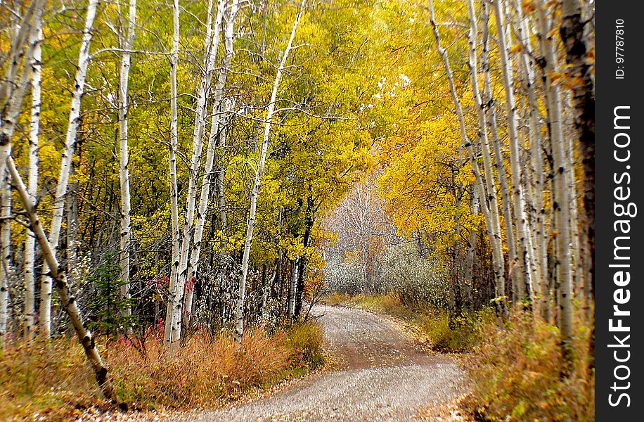 Autumn Calgary Alberta &x28;12&x29;