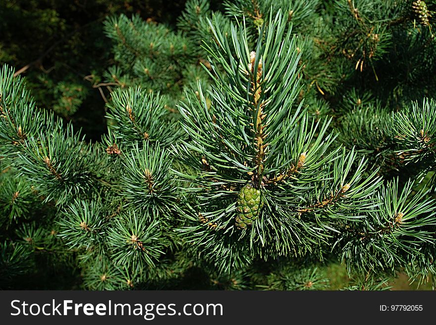 Tree, Spruce, Ecosystem, Pine Family