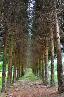 Forest Walking Path Stock Photography Forest Walking Path Stock Photography