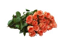 Roses Of Orange Colour Royalty Free Stock Image