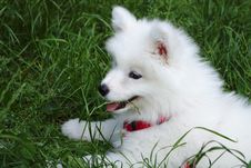 Samoyed Dog Royalty Free Stock Photography