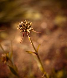 Dried Lychnis Stock Image Dried Lychnis Stock Image