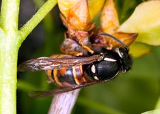 Wasp Queen (Vespula Rufa) Royalty Free Stock Photos