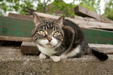 A Nice Cat Starring At The Camera Royalty Free Stock Photography