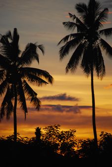 Coconut Palms At Sunset Mindanao Philippines 3 Royalty Free Stock Image Coconut Palms At Sunset Mindanao Philippines 3 Royalty Free Stock Image