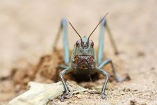 Grasshopper Royalty Free Stock Photography